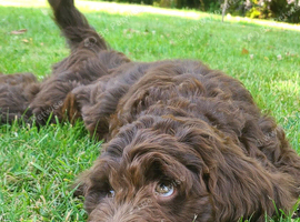 I'AM  HANDSOME F1 SPROODLE PUPPY
