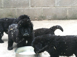 Full pedigree Newfoundland puppies