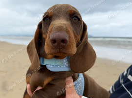 Standard Dacshund Pup