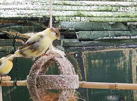 Budgies
