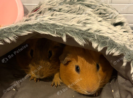 X2 Male guinea pigs for sale