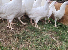 White leghorns