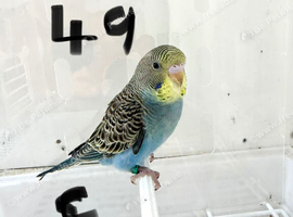 Baby Budgies available both sexes