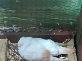 2 pairs German owl pigeons