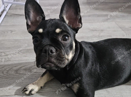 5 month puppy for sale