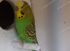 Greens budgies