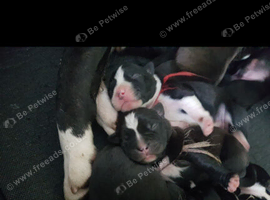 Staffordshire Puppies