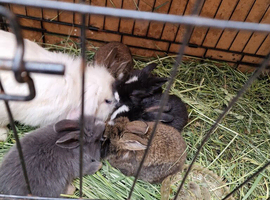 Mixed breed rabbits for sale
