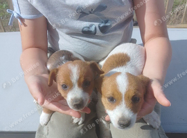 Jack russel puppys