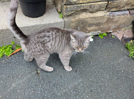 Kittens x BSH