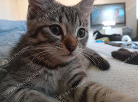 2 beautiful kittens