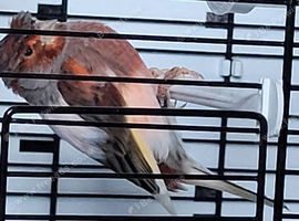 Looking for a harlequin hen