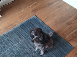 Black Phantom Toy Poodle.