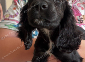 Cocker spaniel boy
