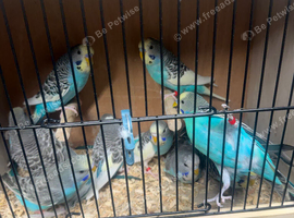 This years budgies