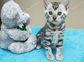 Superb Bengal Kittens