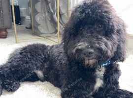 Beautiful 7 month old Cockapoo