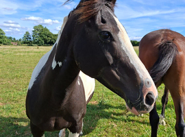 14hh companion mare