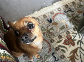 Chihuahua to be rehomed