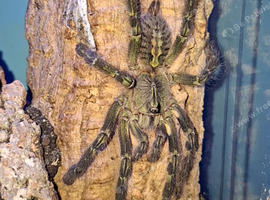 Misc Tarantulas + Setups