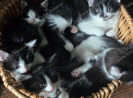 black and white kittens sime fluffy and black fluffy kitten