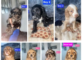 x2 Girl & x4 Boys Available - Cockapoo Puppies