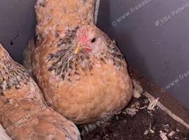 Rooster and 2 cute hens
