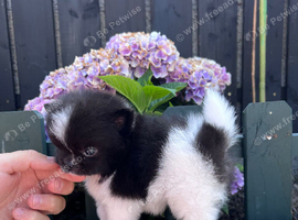Stunning Tiny Pomchi&rsquo;s
