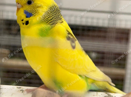Yellow & green young budgie