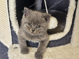 British-shorthair kittens