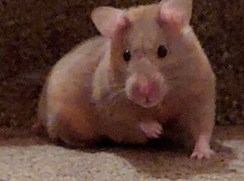 Female syrian hamster