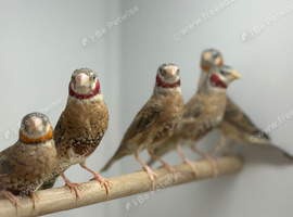Cut throat finches