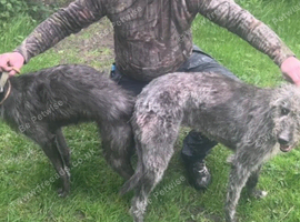 Beddy greyhound pups