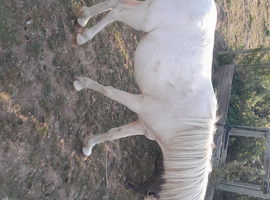 Cremello.Welsh mountain pony filly