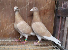 Yellow racing pigeons