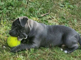 Staffordshire Bull Terrier Pups