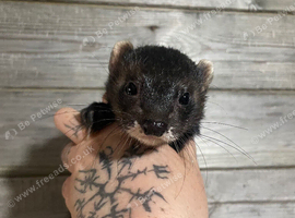 1year old black self hob