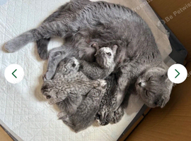 Beautiful Scottish Fold&Straight &ndash;Silver tabby&rsquo;s