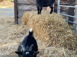 2 Castrated Pygmy Goat Wethers