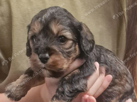 Cavapoo rare boy