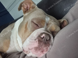 Female pocket bully
