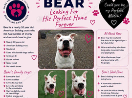 BEAR IS LOOKING FOR HIS FOREVER HOME!