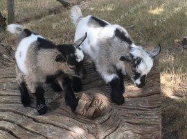 Twin wether kids.