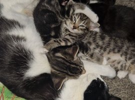 Kittens