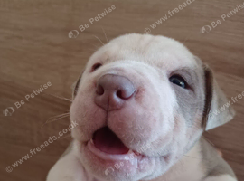 American Bulldog puppies