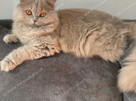 British longhair female with everything she needs