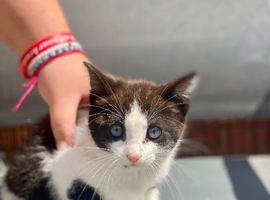 Beautiful kittens looking for a new home ready to leave now