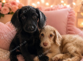 Labradoodle puppies