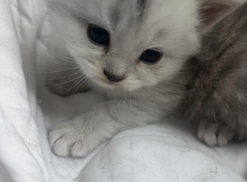 British short hair mixed with ragdoll