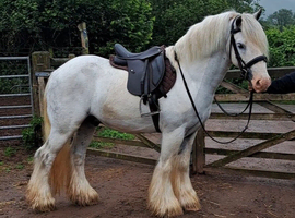 Chunky 13hh 6yo gelding